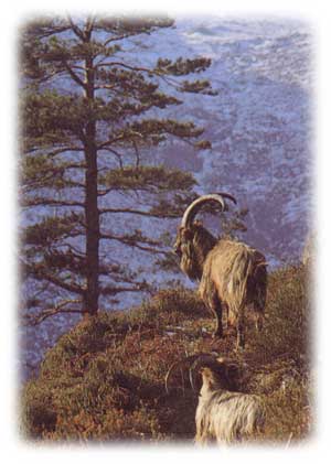 Goats on the cliffs of Glendalough