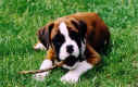 bruno3.jpg (94446 bytes)