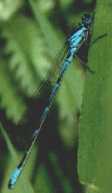 Blue-tailed Damselfly. Click for Michael O'Meara's great site on Waterford wildlife