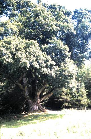 brian boru oak