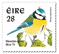 Blue Tit