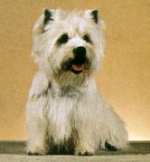 terrier3.jpg (7575 bytes)