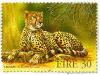 cheetah.gif (34829 bytes)