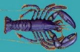 lobster.jpg (6684 bytes)