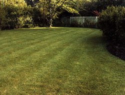 Lawn