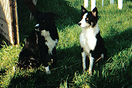 A couple of Farmstead Lodge's domestic animals