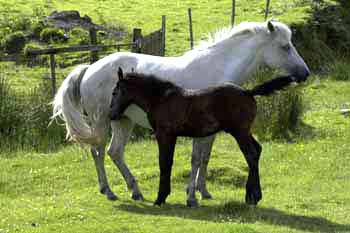 ponyandfoal