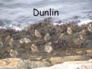 Dunlin.jpg