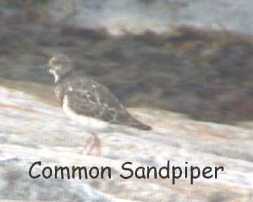 Sandpiper.jpg