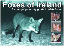 the foxes of ireland