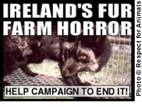 ireland's fur farm horror
