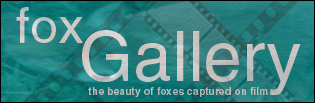 Fox Gallery