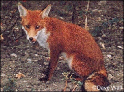 fox licking his lips