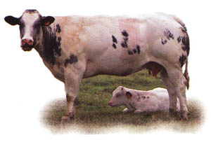 Belgian Blue