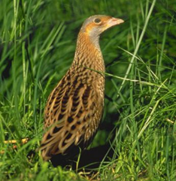 Corncrake