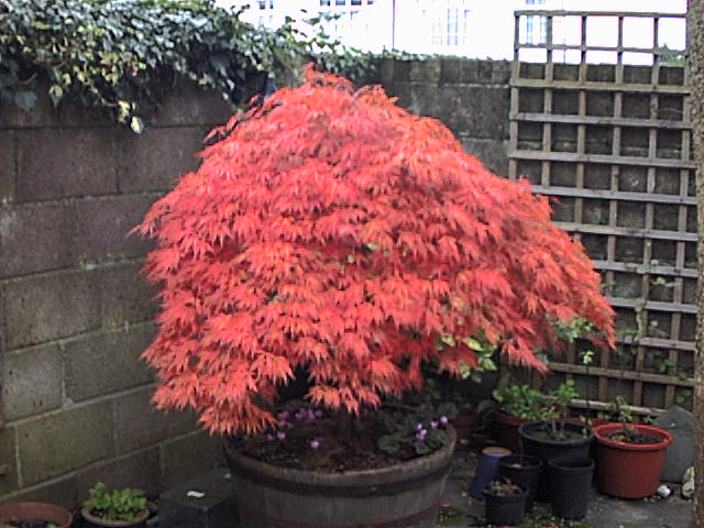 Acer dicectum palmatum in all its glory, beautiful foliage growing in a tub