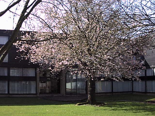 Cherry tree outside my home