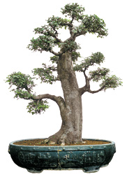 Chinese elm