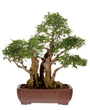 Chinese Privet