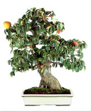 Persimmon