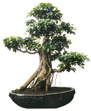 Ficus retusa