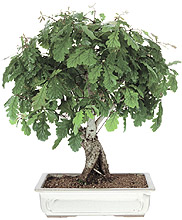 English oak