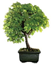 Wild lime