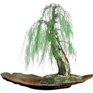 Tamarisk