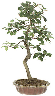 Lagerstroemia indica