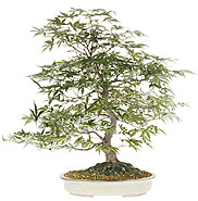 Japanese maple