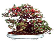 Eastern quince