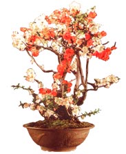 Bloom quince