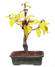 Medlar tree