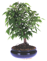Japanese elm