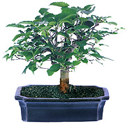 Mulberry