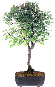 Hawthorn
