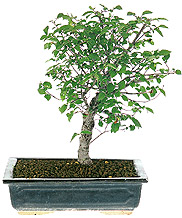 European elm
