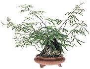 Honeylocust