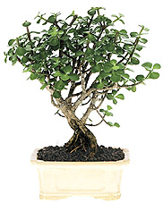 Jade plant