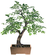 Common ash