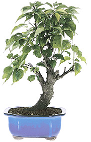 Japanese apricot