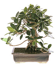 Ficus panda