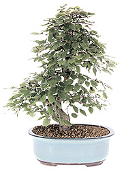 Korean hornbeam