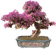 Bouganvillea