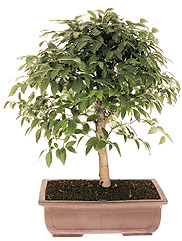 Japanese beech