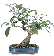 Ficus ming