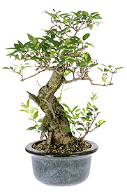 Forsythia