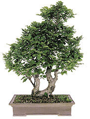 Common beech