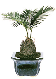Dwarf sago plant
