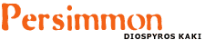 Persimmon